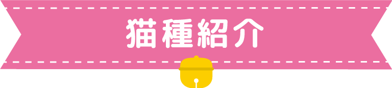 猫種紹介