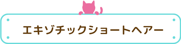 エキゾチックショートヘアー